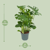 Monster Deliciosa - Ø30cm - ↕100cm - plantforyou.nl