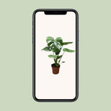 Monstera Deliciosa Bush - Ø17cm - ↕55cm - plantforyou.nl