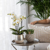 Kolibri Home | Elite silver pot - Ø9cm - plantforyou.nl