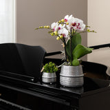 Kolibri Home | Groove bloempot - Gouden keramieken sierpot - Ø6cm - plantforyou.nl
