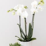 Kolibri Home | Retro witte bloempot - witte keramieken sierpot - Ø6cm - plantforyou.nl