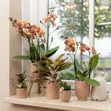 Kolibri Home | Glazed bloempot - Zandkleurige keramieken sierpot met glans - Ø9cm - plantforyou.nl
