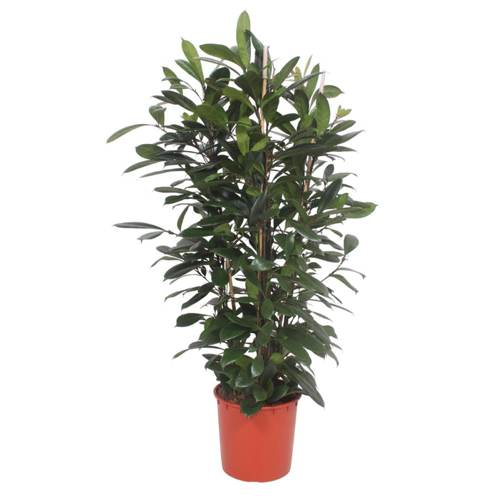 Ficus Cyathistipula struik - 180 cm - ø34 - plantforyou.nl