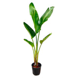 Strelitzia Augusta - 210cm - ⌀30 - plantforyou.nl