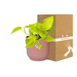 Epipremnum Pinnatum ‘Golden Pothos’ in ELHO Vibes Fold 14cm roze - plantforyou.nl