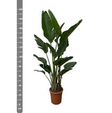 Strelitzia Augusta multi stam - 200cm - ø30 - plantforyou.nl