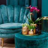 Kolibri Company | Gift set Hotel Chic| Plantenset met paarse Phalaenopsis Orchidee en Succulenten incl. keramieken sierpotten - plantforyou.nl