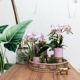 Kolibri Home | Gold foot pink bloempot - Roze keramieken sierpot met gouden rand - Ø9cm - plantforyou.nl