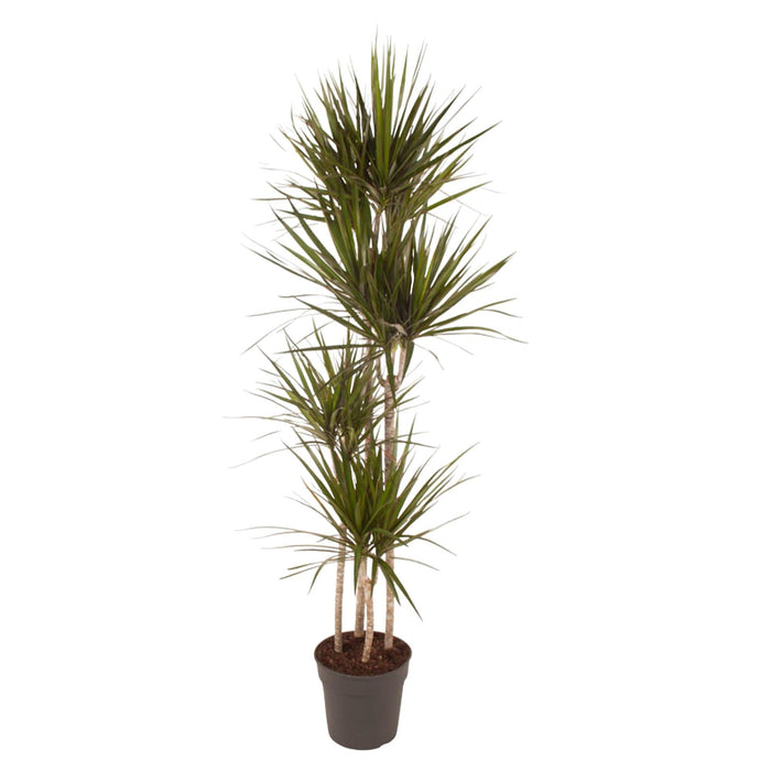 Dracaena Marginata - 180 cm - ø27 - plantforyou.nl