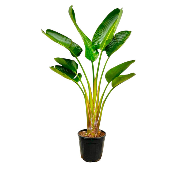 Strelitzia Augusta - 160 cm - Ø28 - plantforyou.nl