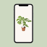 Monstera Deliciosa Variegata - Ø15cm - ↕45cm - plantforyou.nl