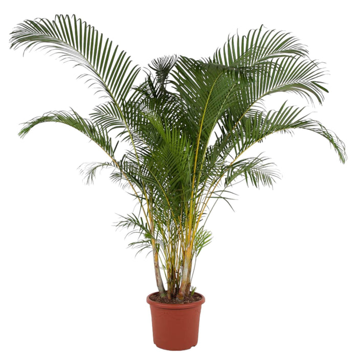 Dypsis Lutescens - 240 cm - ø48 - plantforyou.nl