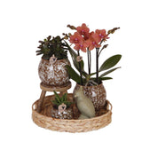 Kolibri Company | Gift set Untamed Nature | Plantenset met rode Phalaenopsis Orchidee en Succulenten incl. keramieken sierpotten - plantforyou.nl