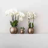 Kolibri Orchids | Plantenset Home Hub grey small | Groene planten met witte Phalaenopsis orchidee in koperkleurige sierpotten en zwart dienblad - plantforyou.nl
