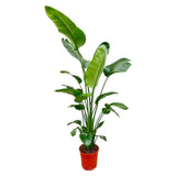 Strelitzia Nicolai - 200 cm - ø27 - plantforyou.nl