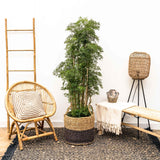 Polyscias Ming vertakt - 140 cm - ⌀27 - plantforyou.nl