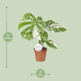 Monstera Deliciosa Variegata - Ø15cm - ↕45cm - plantforyou.nl