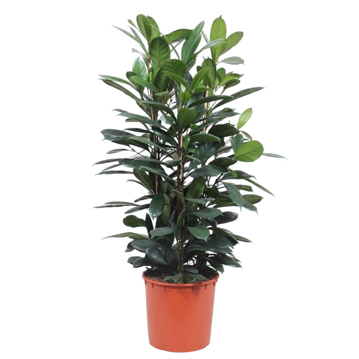 Ficus Cyathistipula struik - 140 cm - ø34 - plantforyou.nl