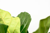 Ficus Lyrata vertakt XL - 200cm - ø32 - plantforyou.nl