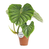 Philodendron Plowmanii - Ø15cm - ↕50cm - plantforyou.nl