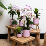 Kolibri Home | Gold foot pink bloempot - Roze keramieken sierpot met gouden rand - Ø9cm - plantforyou.nl