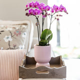 Kolibri Home | Diabolo pot pink - Ø12cm - plantforyou.nl