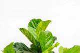 Ficus Lyrata vertakt XXL - 230cm - ø40 - plantforyou.nl