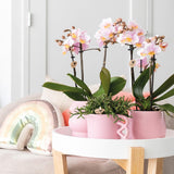 Kolibri Home | Happy Mug roze bloempot - roze keramieken sierpot - Ø9cm - plantforyou.nl