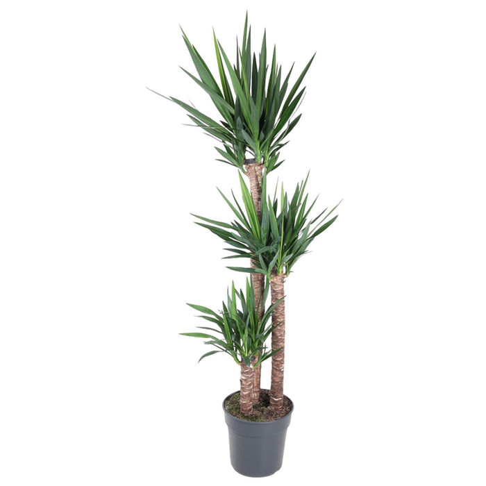 Yucca Elephantipe - 170 cm - ø31 - plantforyou.nl