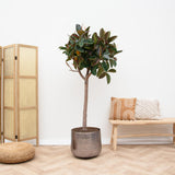 Ficus Elastica  Robusta op stam - 210cm - ø40 - plantforyou.nl
