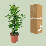 Ficus Moclamé P17 - Ø17cm - ↕70cm - plantforyou.nl