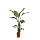 Strelitzia Nicolai - 130 cm - ø17 - plantforyou.nl