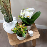Kolibri Home | Pitcher vaas - Witte cementen vaas - voor droogbloemen - plantforyou.nl