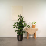 Ficus benjamina Danielle - ↨95cm - Ø21cm + Pot Mayk Lead - plantforyou.nl