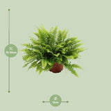 Nephrolepis Boston Green Moment - Ø12cm - ↕20cm - plantforyou.nl