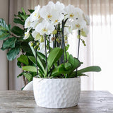 Kolibri Home | Honey dish wit - Keramieken planten schaal met honing patroon - geschikt als plantenbak - potmaat Ø30cm - plantforyou.nl
