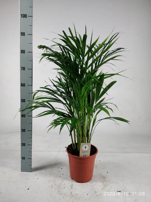 Dypsis Lutescens 90cm - Ø21cm - ↕90cm - plantforyou.nl