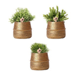 Kolibri Greens | Planten set - met 3 Rhipsalis mix - incl. keramieken sierpotten | potmaat Ø9cm - plantforyou.nl