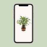 Philodendron Xanadu Op Stam - Ø22cm - ↕50cm - plantforyou.nl
