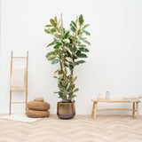Ficus Elastica Tineke struik - 225cm - ø40 - plantforyou.nl