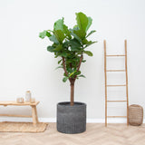 Ficus Lyrata boom - 180cm - ⌀30 - plantforyou.nl