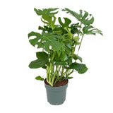 Monster Deliciosa - Ø30cm - ↕100cm - plantforyou.nl