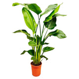 Strelitzia Nicolai - 130 cm - ø17 - plantforyou.nl