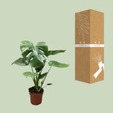 Monstera Deliciosa Bush - Ø17cm - ↕55cm - plantforyou.nl