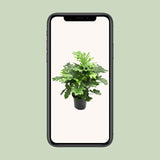 Philodendron Xanadu - Ø21cm - ↕80cm - plantforyou.nl