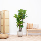 Ficus Lyrata vertakt XL - 200cm - ø32 - plantforyou.nl