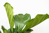Ficus Lyrata vertakt XL - 200cm - ø32 - plantforyou.nl