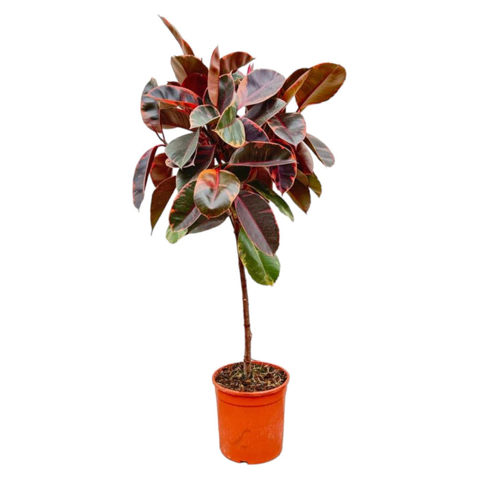 Ficus Elastica Belize op stam - 130 cm - ø24 - plantforyou.nl