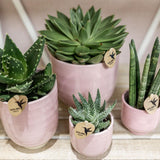 Kolibri Home | Glazed bloempot - Roze keramieken sierpot met glans - Ø6cm - plantforyou.nl