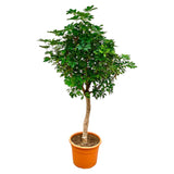 Schefflera op stam - 210cm - ø45 - plantforyou.nl